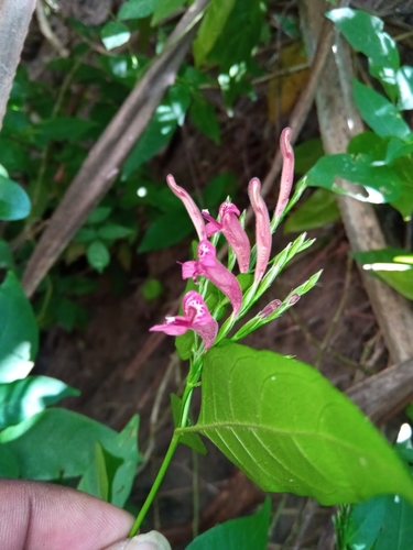 Hypoestes triflora image