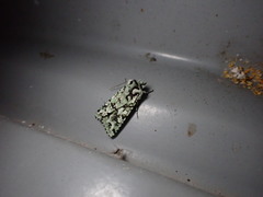 Meterana exquisita