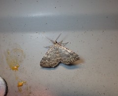 Helastia semisignata