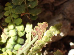 Asplenium petrarchae petrarchae