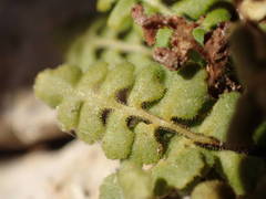 Asplenium petrarchae petrarchae