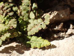 Asplenium petrarchae petrarchae