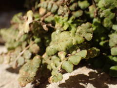 Asplenium petrarchae petrarchae