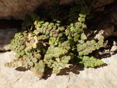 Asplenium petrarchae petrarchae