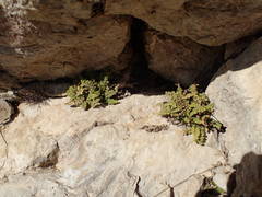 Asplenium petrarchae petrarchae