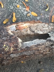 Euhemicera violaceopunctata