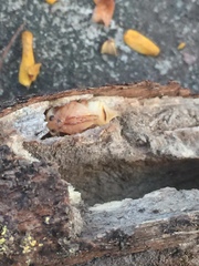 Euhemicera violaceopunctata