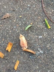 Euhemicera violaceopunctata