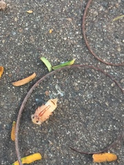 Euhemicera violaceopunctata