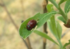 Gonioctena viminalis