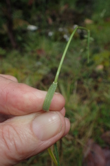 Australopyrum pectinatum