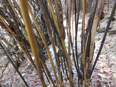 Thamnocalamus spathiflorus