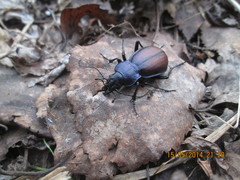 Carabus schoenherri