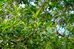 Ficus sansibarica