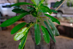 Ficus sansibarica