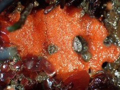 Clathria
