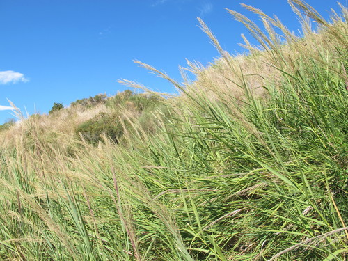 Arundo plinii (Arundo plinii)