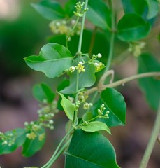Secamone parvifolia
