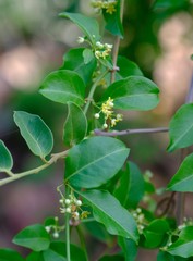 Secamone parvifolia