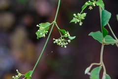 Secamone parvifolia