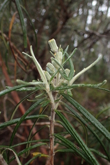 Bedfordia linearis