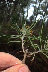 Bedfordia linearis
