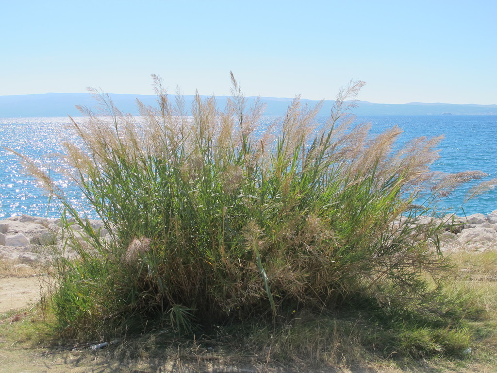 Arundo plinii (Arundo plinii)