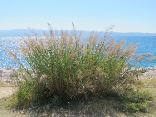 Arundo plinii (Arundo plinii)