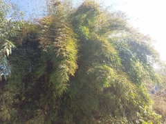 Drepanostachyum intermedium