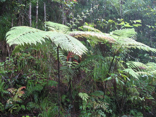 Cyathea robertsiana