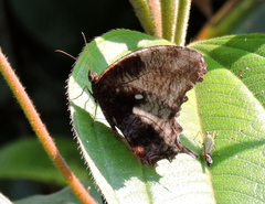 Elymnias pealii