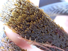 Dictyota kunthii