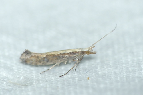 Plutella xylostella