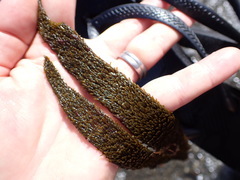 Dictyota kunthii