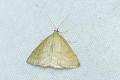 Psammotis pulveralis