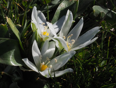 Ornithogalum lanceolatum