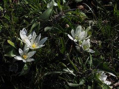 Ornithogalum lanceolatum
