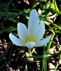 Crocus ochroleucus
