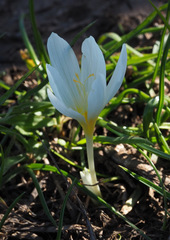 Crocus ochroleucus