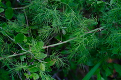 Asparagus buchananii