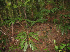 Ptisana oreades