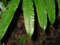 Ptisana oreades