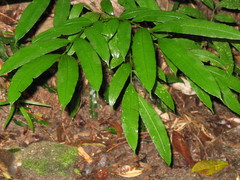 Ptisana oreades