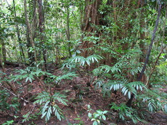 Ptisana oreades