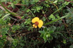 Bossiaea cordigera