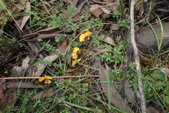 Bossiaea cordigera