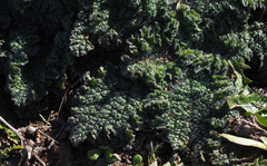 Verbascum tiberiadis
