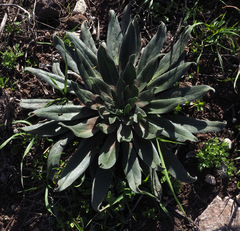 Echium glomeratum