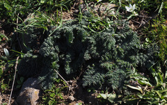 Verbascum tiberiadis