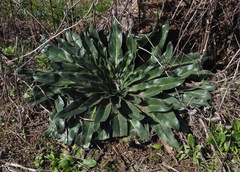 Echium glomeratum